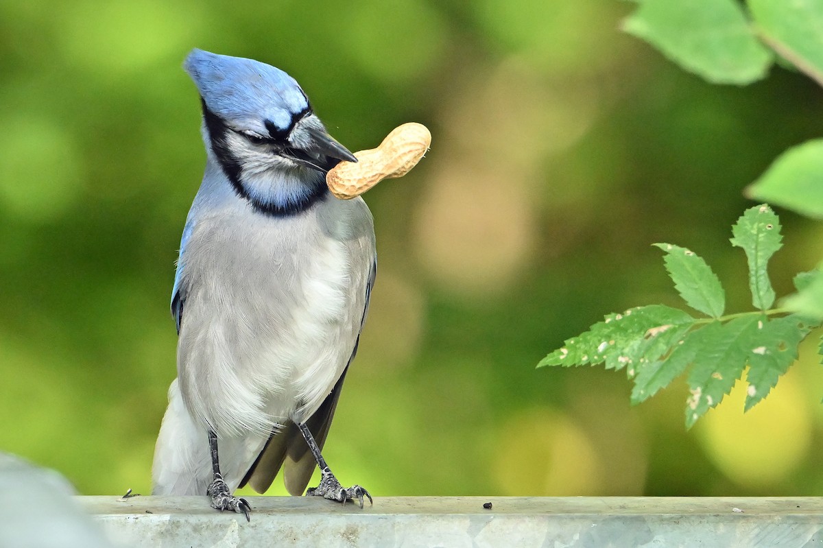 Blue Jay - ML641570979