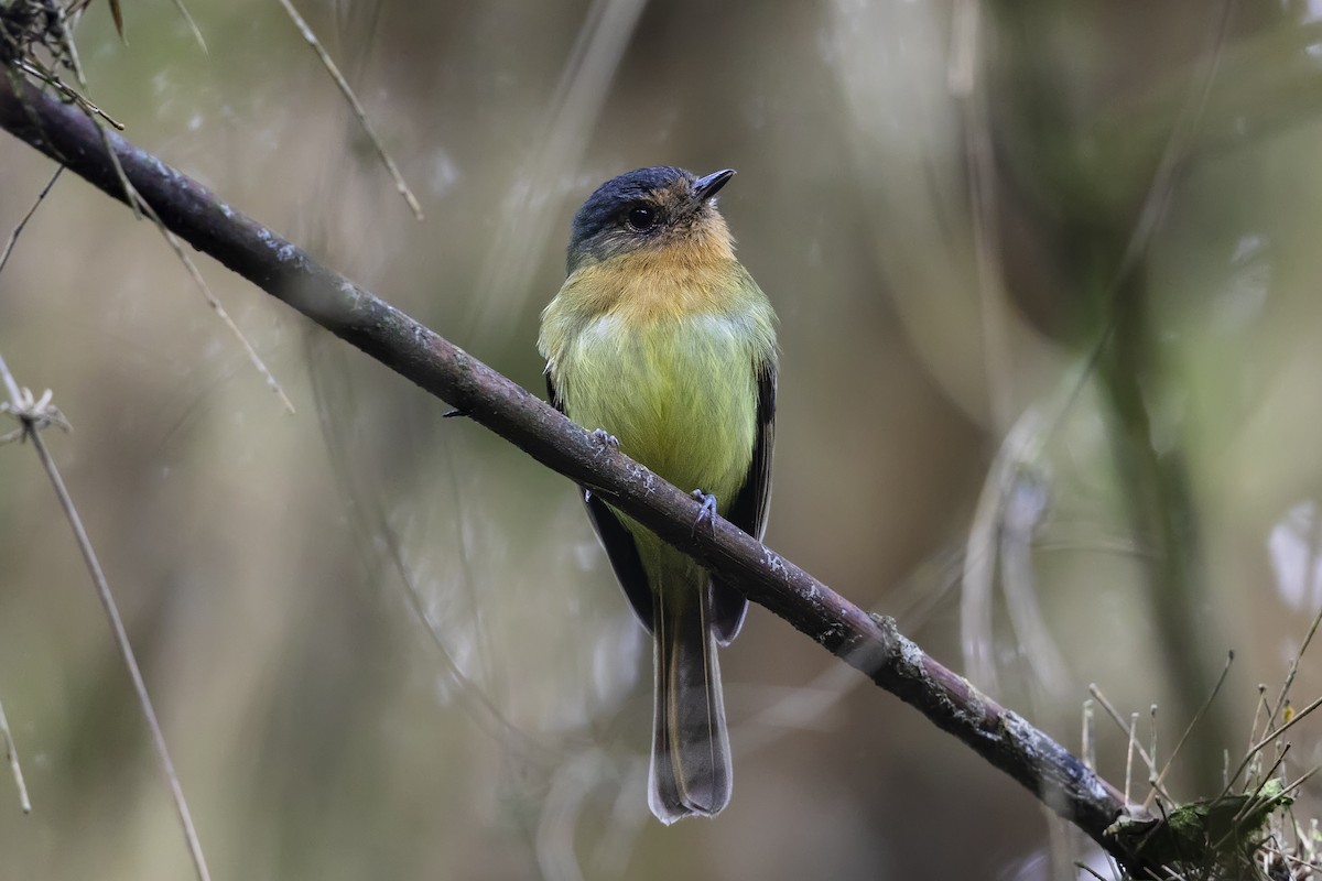 Rufous-breasted Flycatcher - ML641570987
