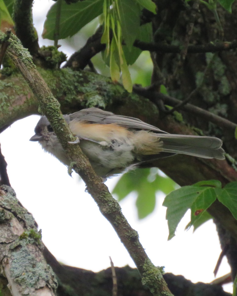 Tufted Titmouse - ML641571016
