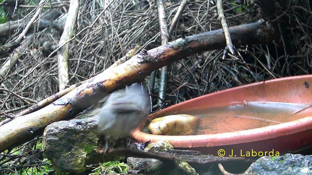 Eurasian Blackcap - ML641571025