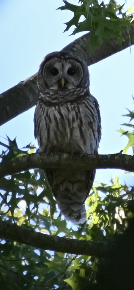 Barred Owl - ML641571044