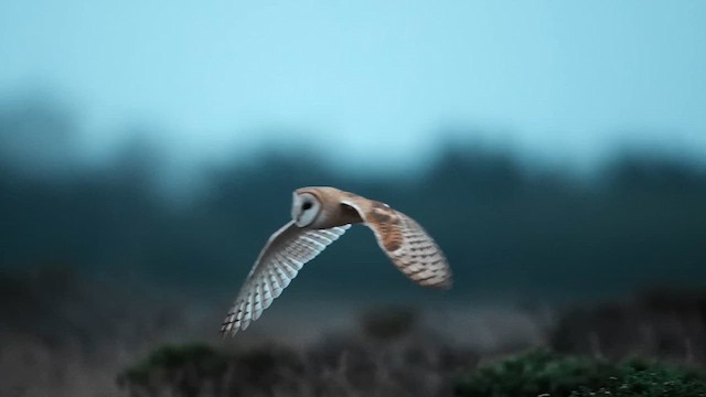 American Barn Owl - ML641571073