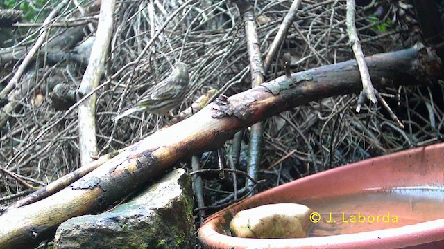 European Serin - ML641571081