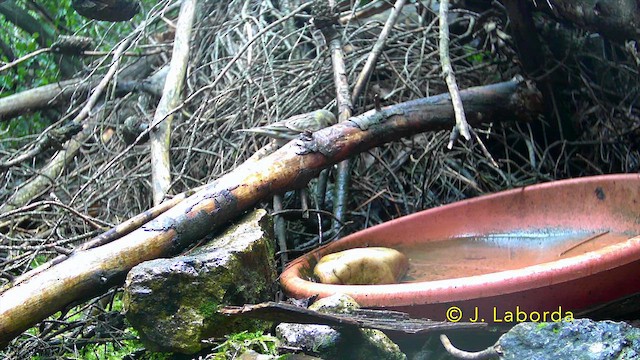 European Serin - ML641571118