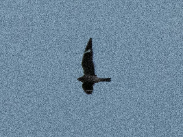 Common Nighthawk - ML641571206