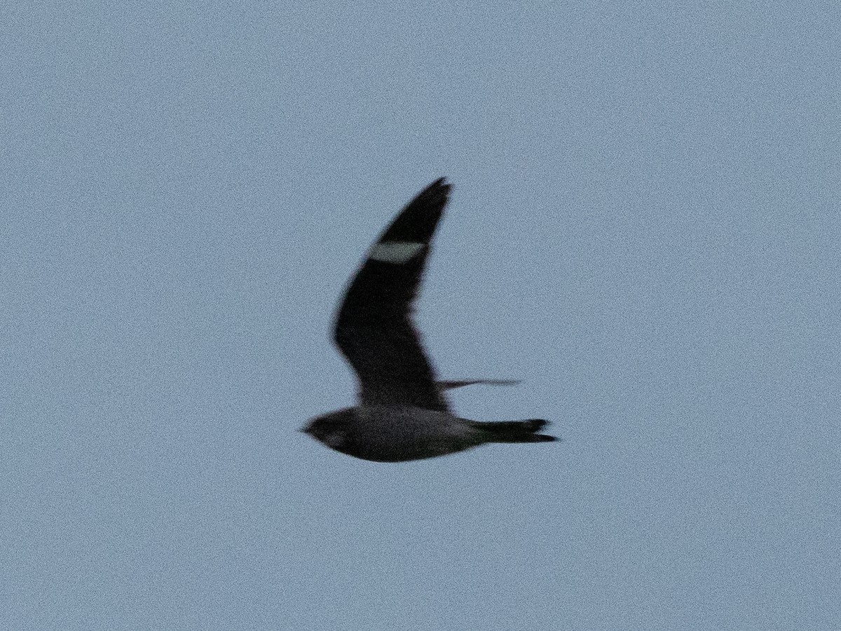 Common Nighthawk - ML641571207
