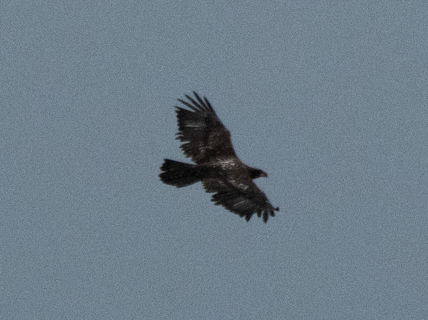 Bald Eagle - ML641571213