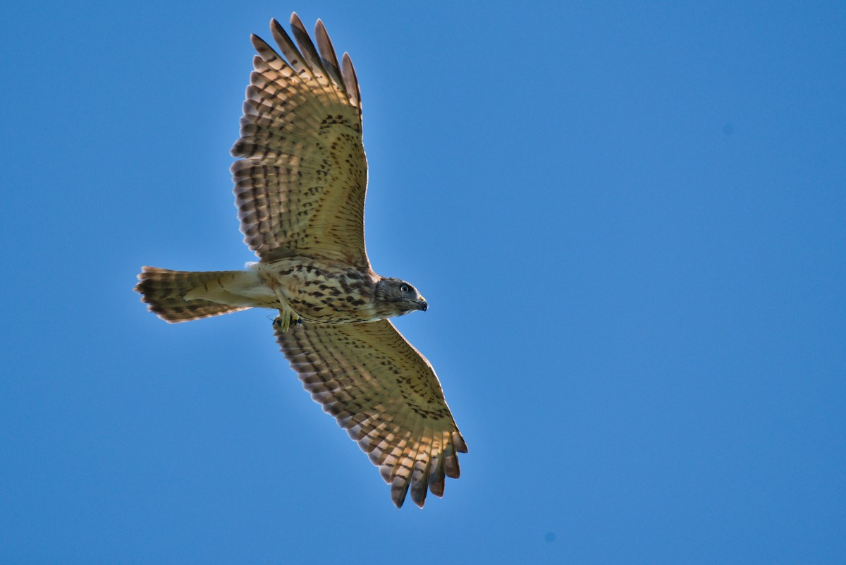 Red-shouldered Hawk - ML641571229