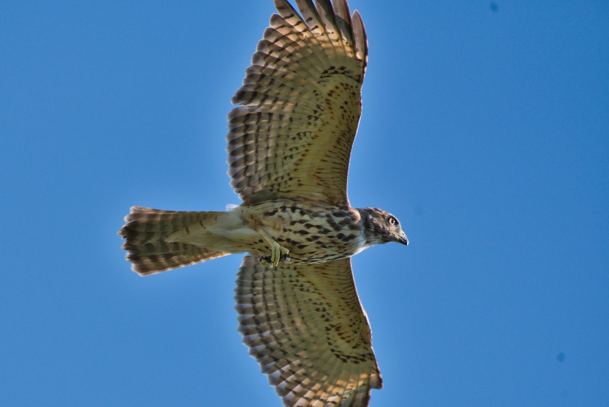 Red-shouldered Hawk - ML641571235