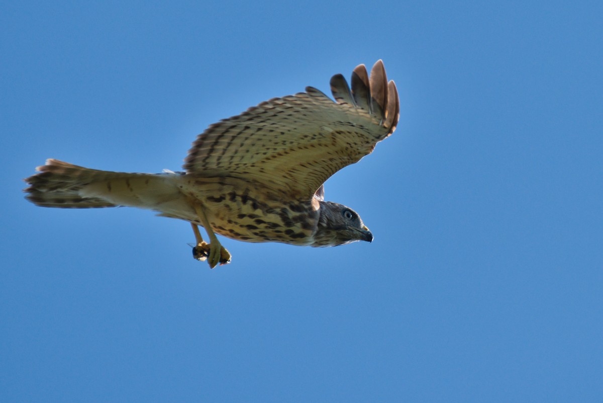 Red-shouldered Hawk - ML641571240
