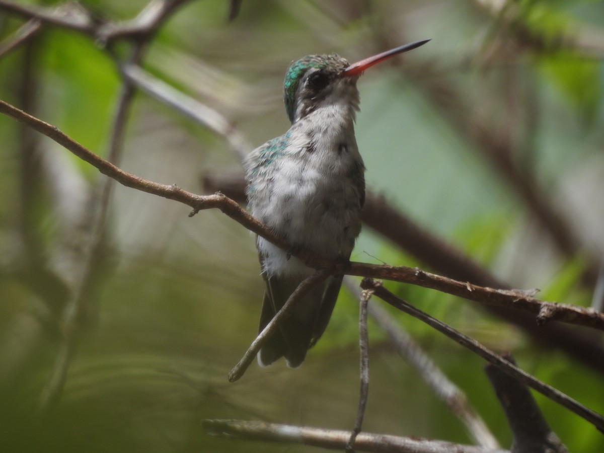 Glittering-bellied Emerald - ML641571246