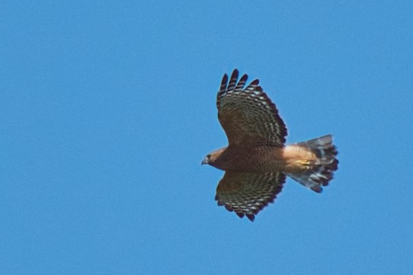 Red-shouldered Hawk - ML641571271