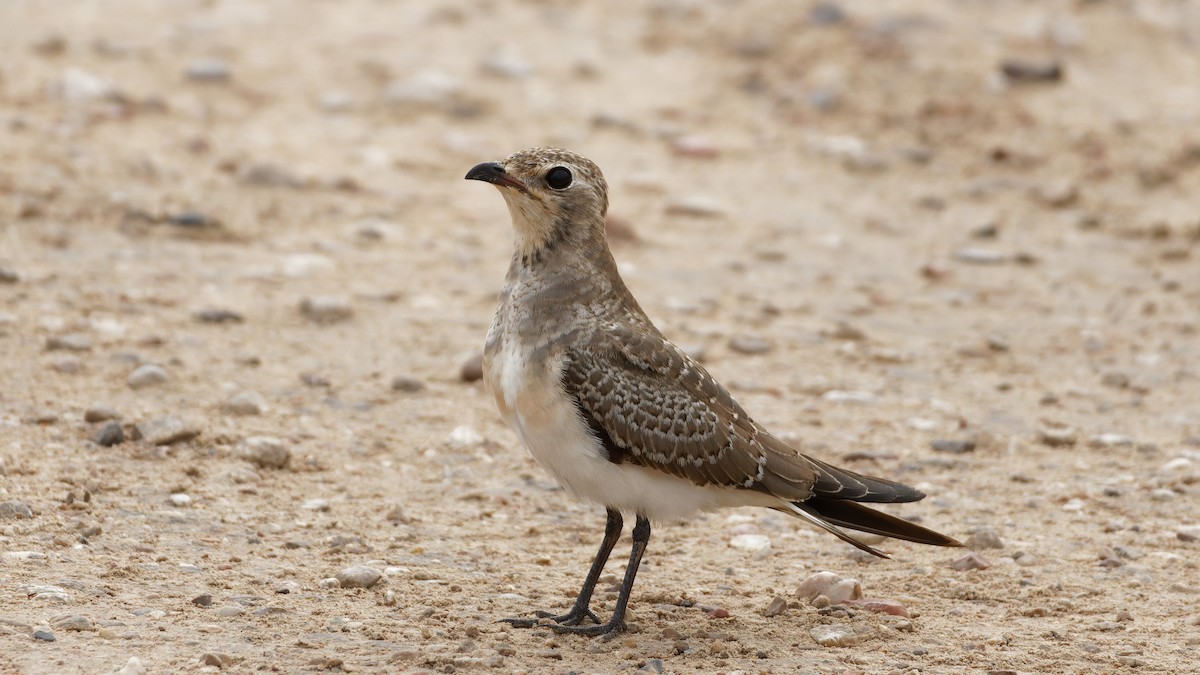Collared Pratincole - ML641571400