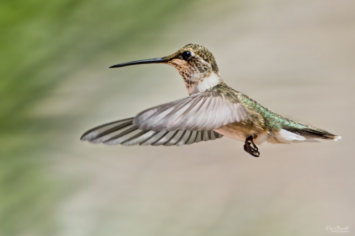 Black-chinned Hummingbird - ML641571433