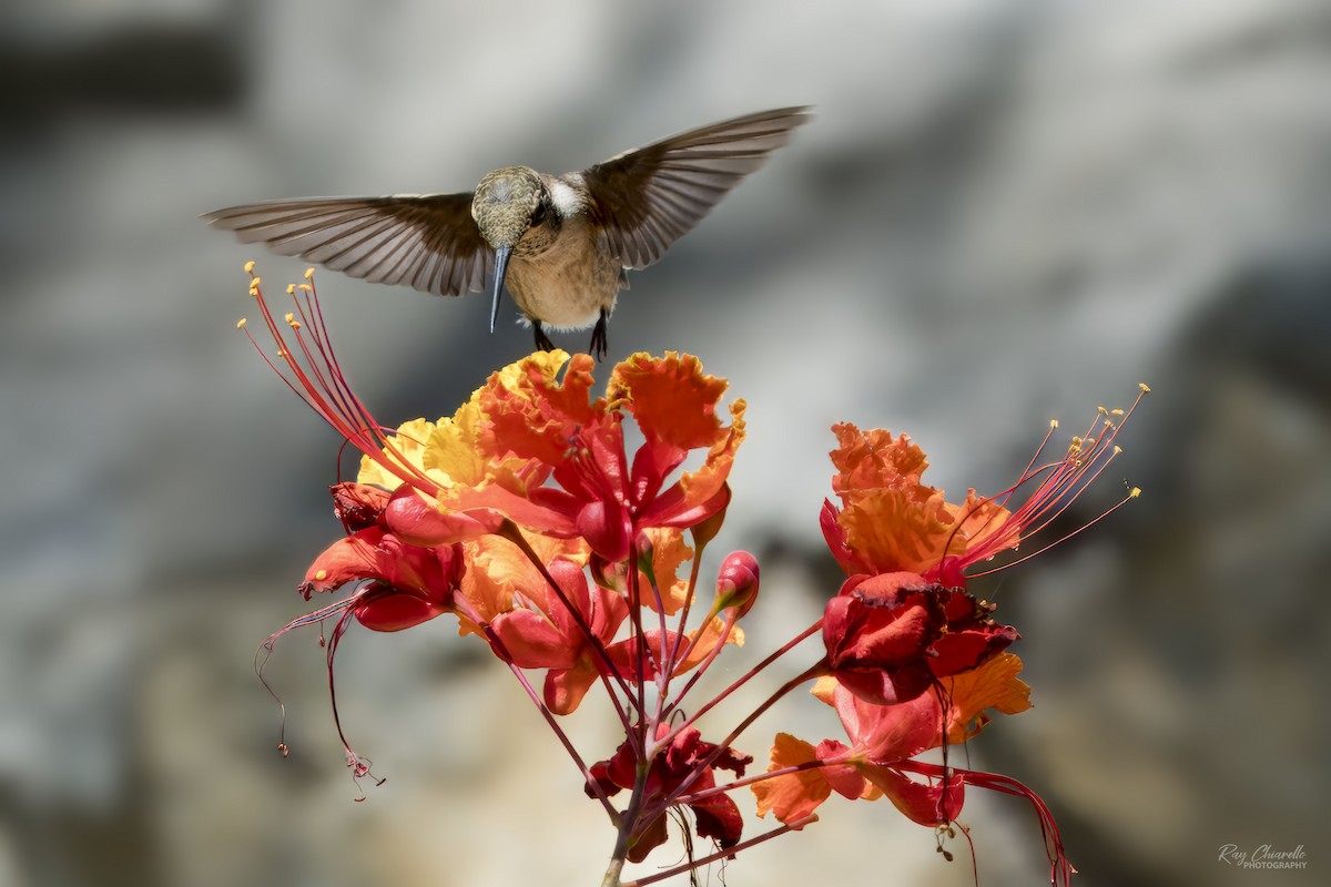 Black-chinned Hummingbird - ML641571434