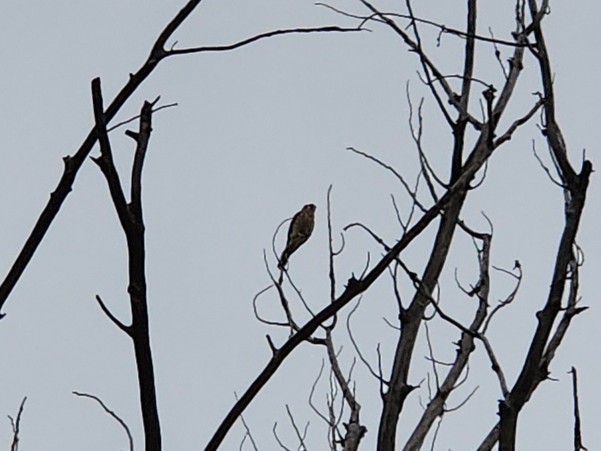 American Kestrel - ML641571439