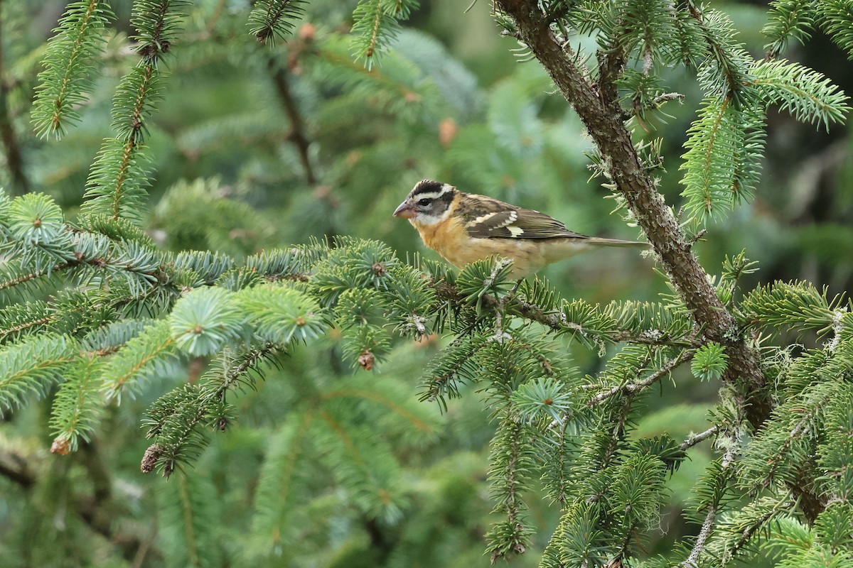 Black-headed Grosbeak - ML641571457