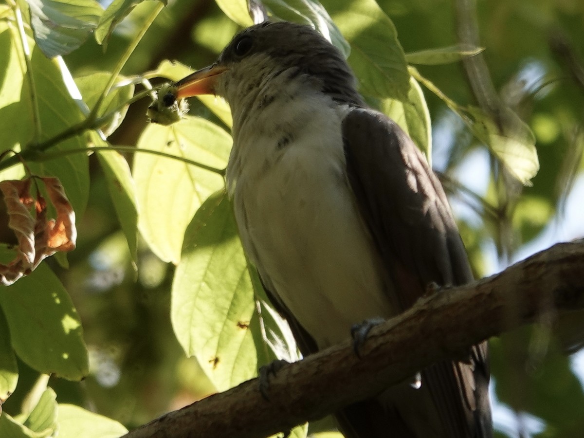 Yellow-billed Cuckoo - ML641571515