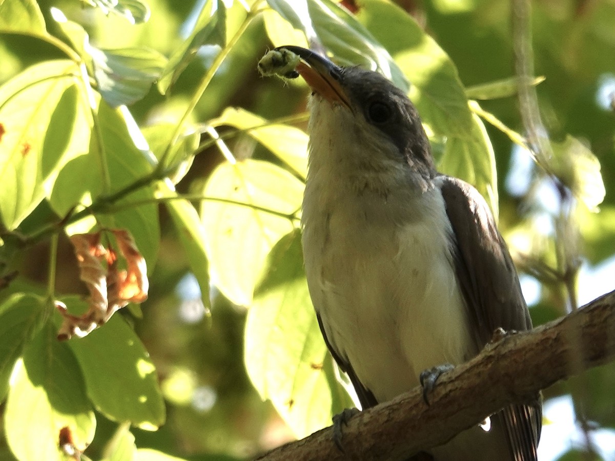 Yellow-billed Cuckoo - ML641571516