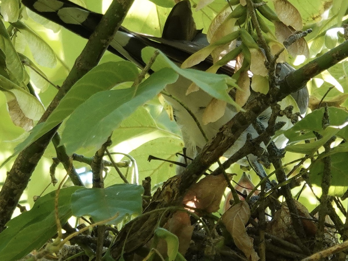 Yellow-billed Cuckoo - ML641571517