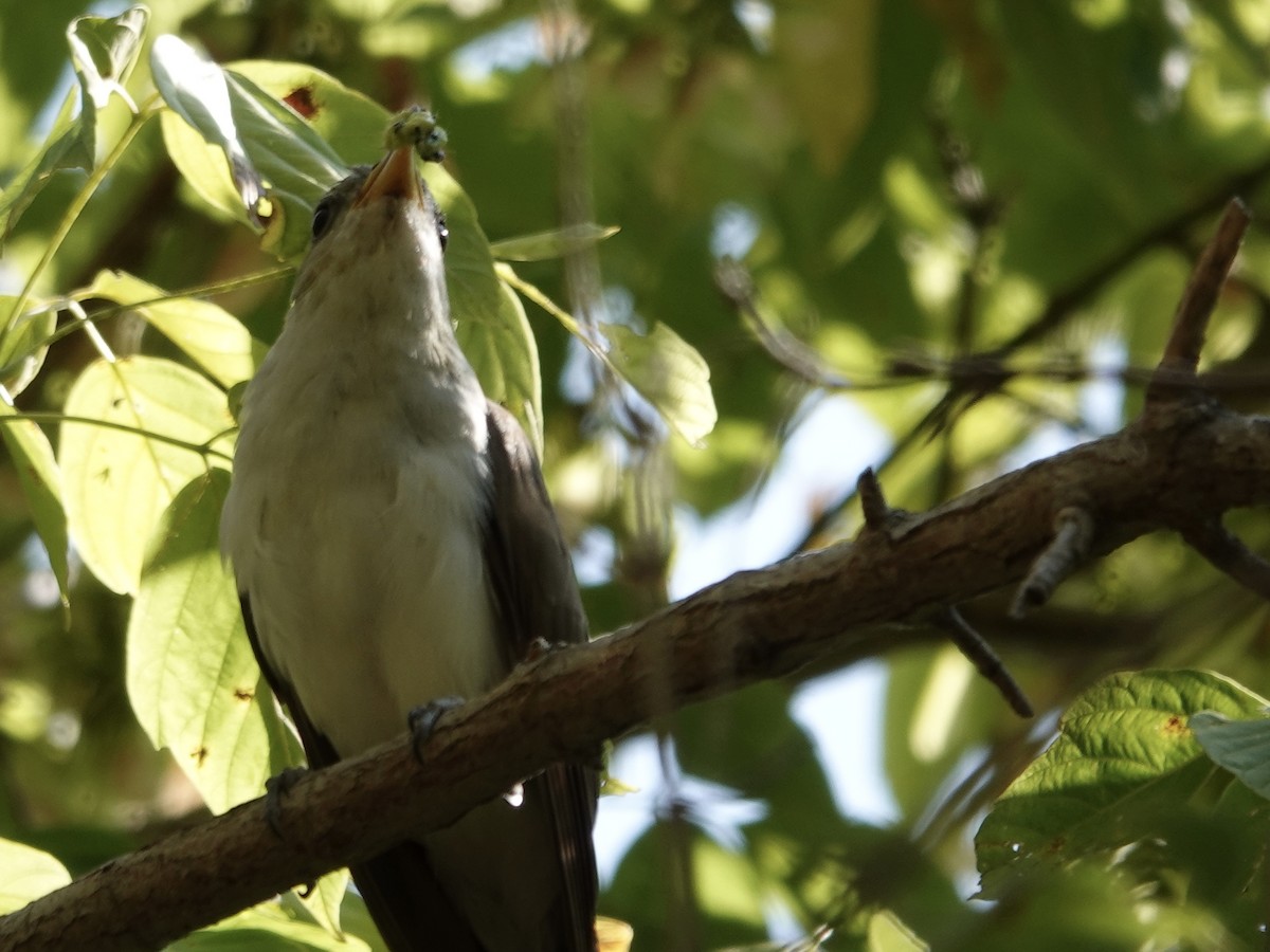 Yellow-billed Cuckoo - ML641571518