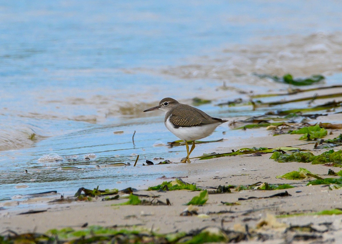 Spotted Sandpiper - ML641571523