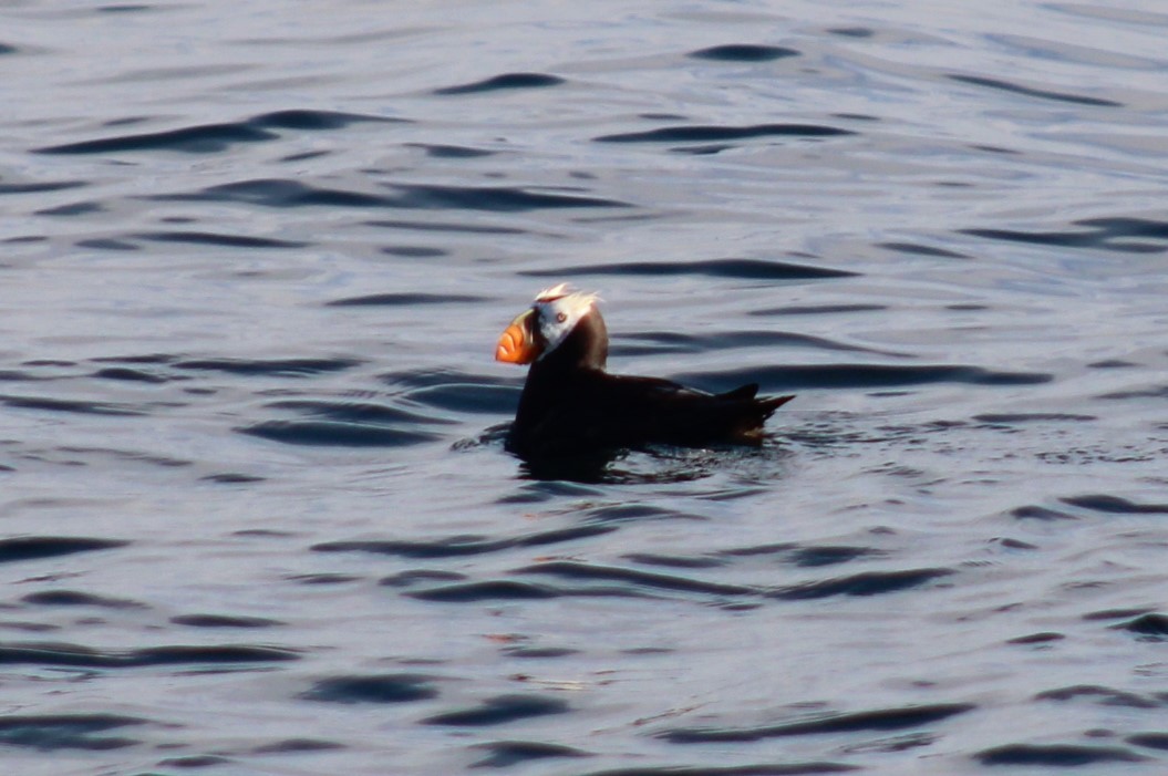 Tufted Puffin - ML641571531