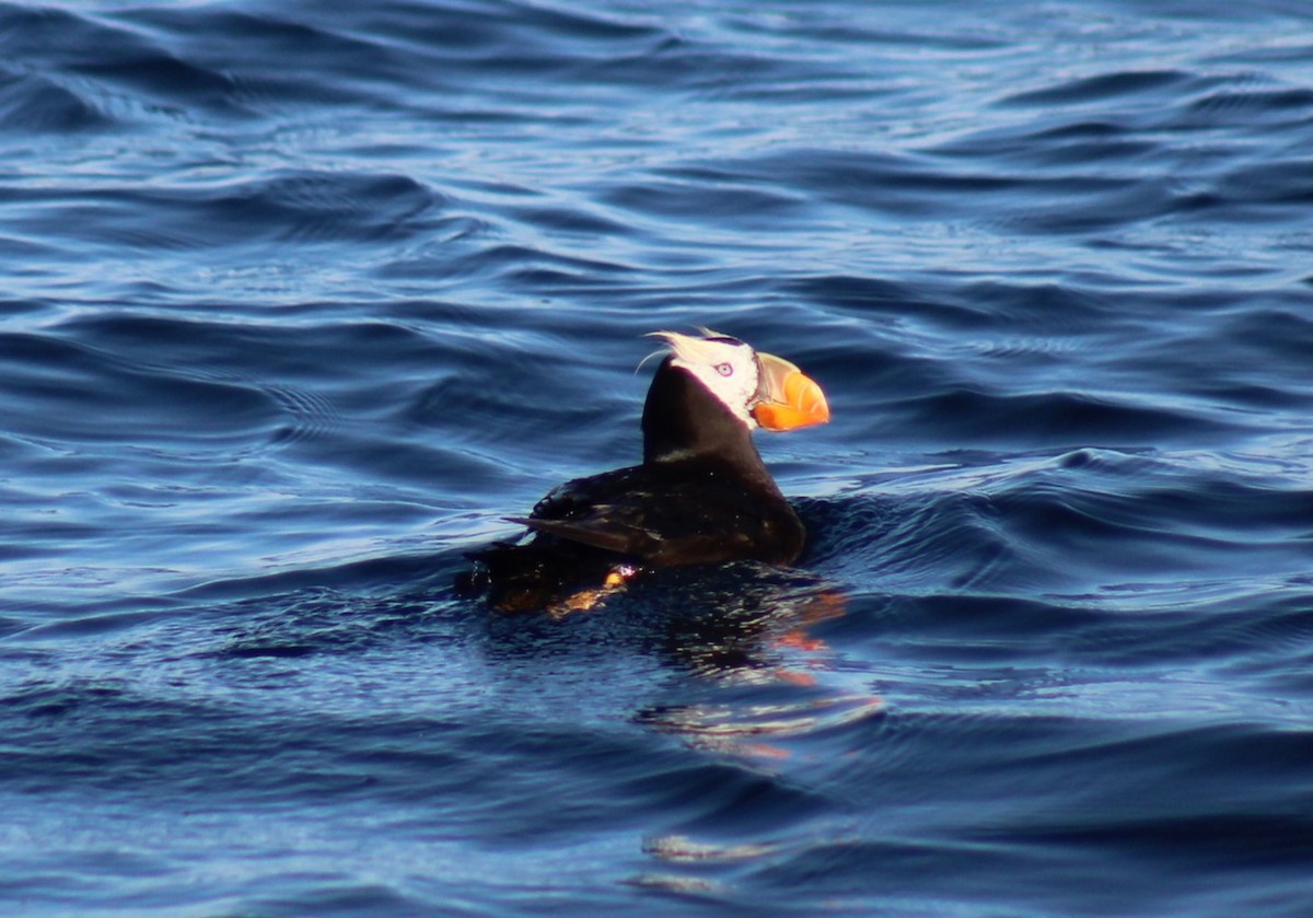 Tufted Puffin - ML641571532