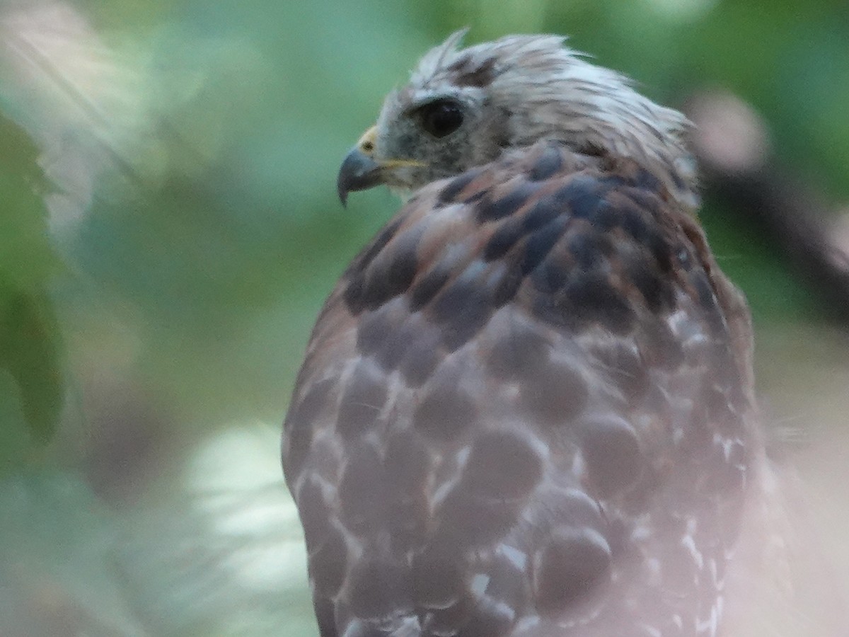 Red-shouldered Hawk - ML641571536