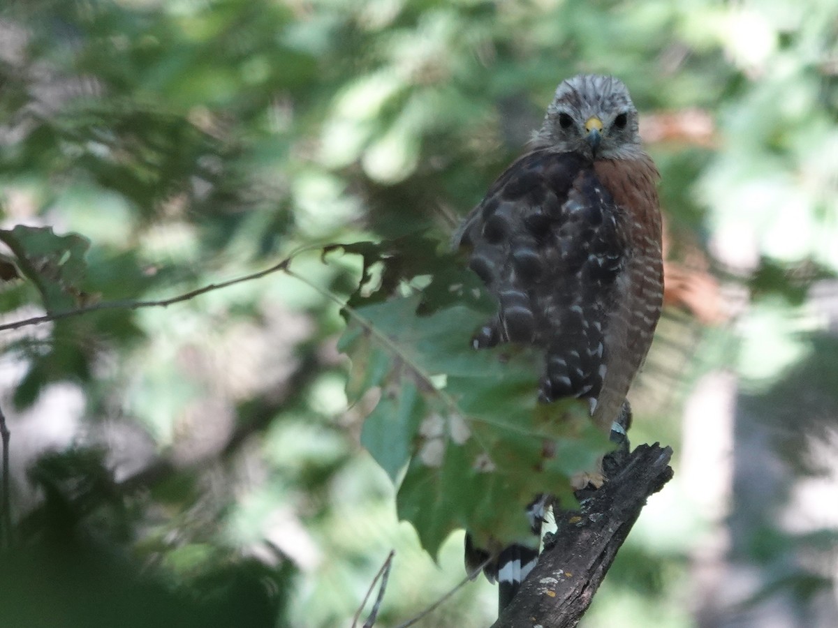 Red-shouldered Hawk - ML641571537
