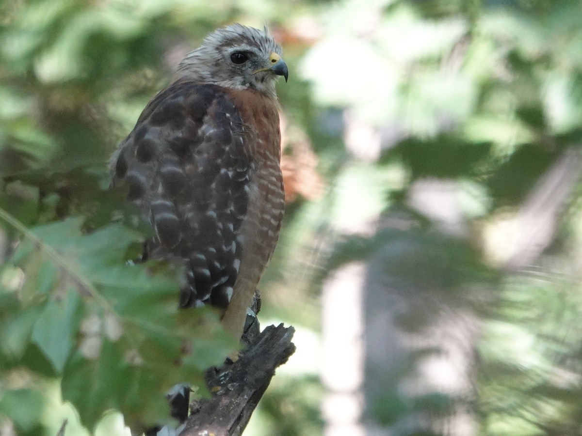 Red-shouldered Hawk - ML641571538