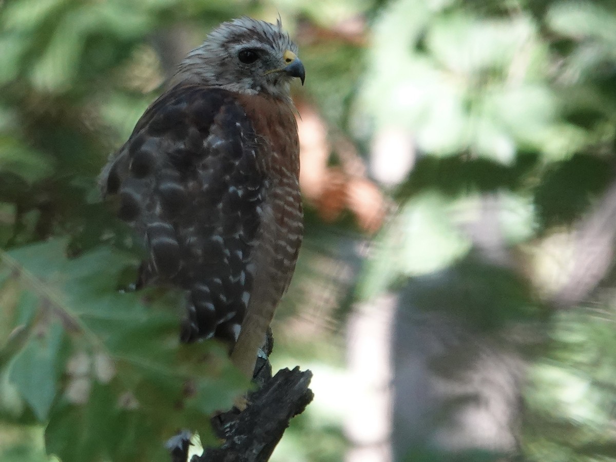 Red-shouldered Hawk - ML641571539