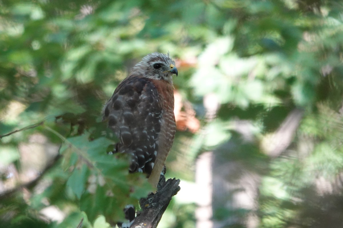 Red-shouldered Hawk - ML641571540