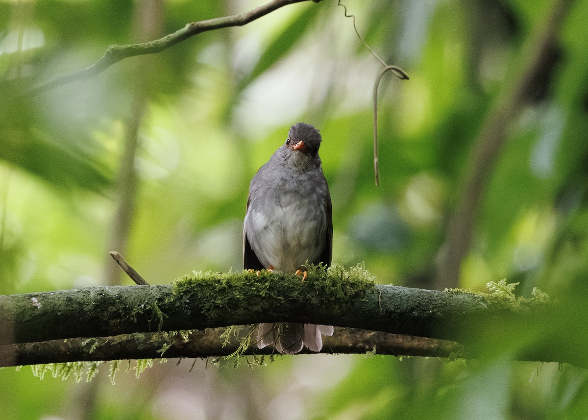 Orange-billed Nightingale-Thrush - ML641571548