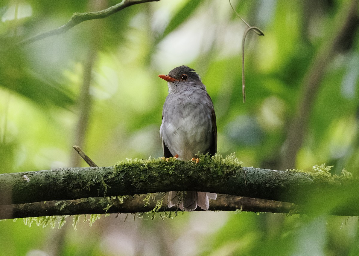 Orange-billed Nightingale-Thrush - ML641571549