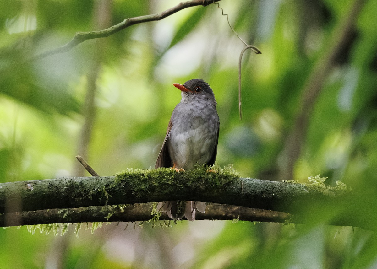 Orange-billed Nightingale-Thrush - ML641571550