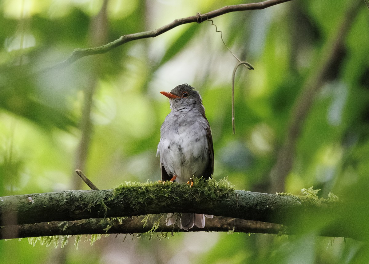 Orange-billed Nightingale-Thrush - ML641571551