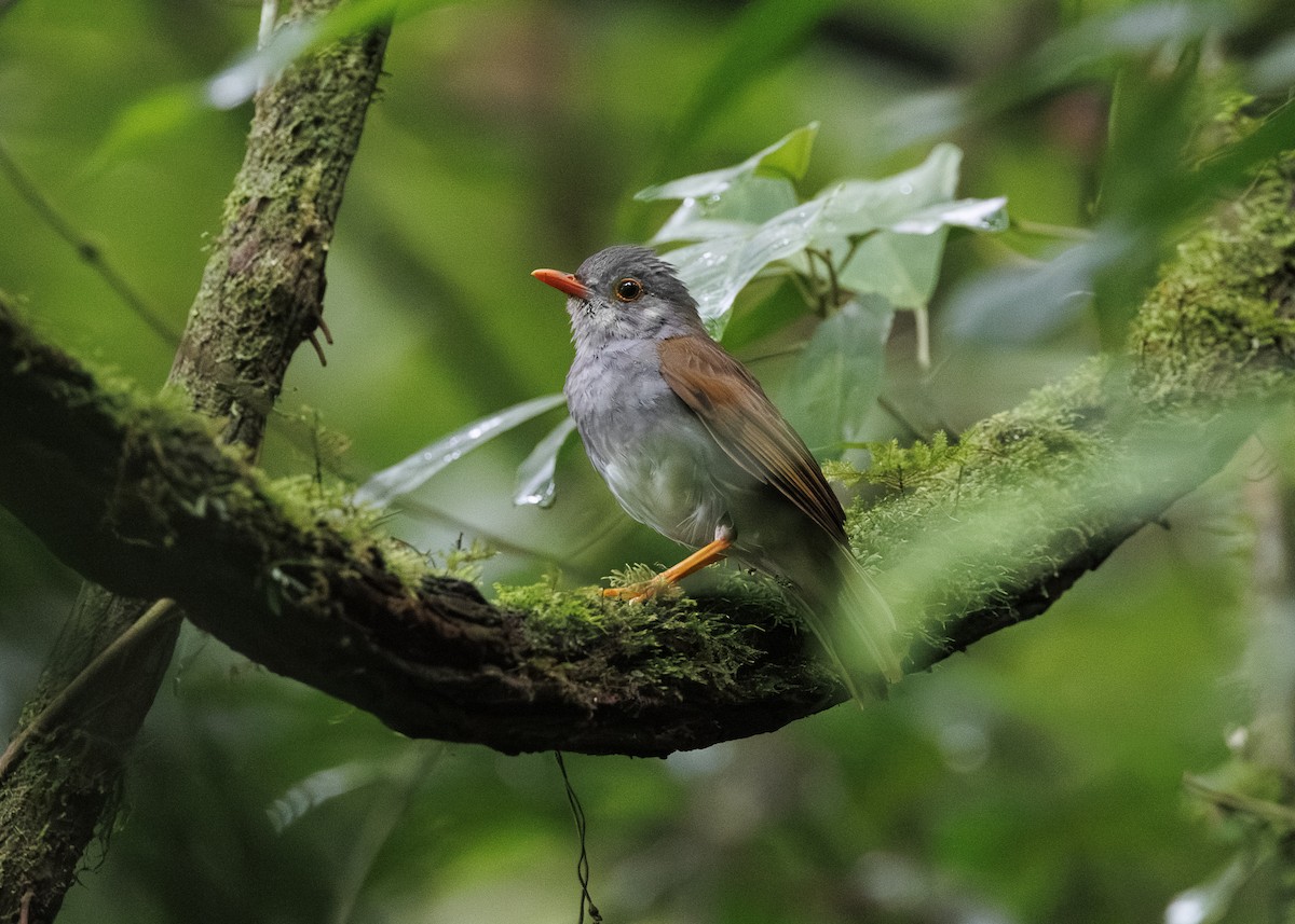 Orange-billed Nightingale-Thrush - ML641571553