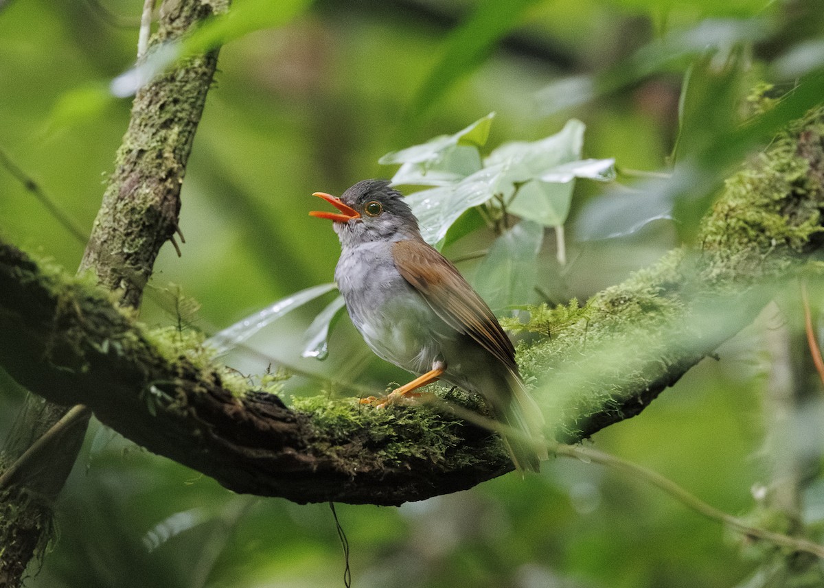 Orange-billed Nightingale-Thrush - ML641571554