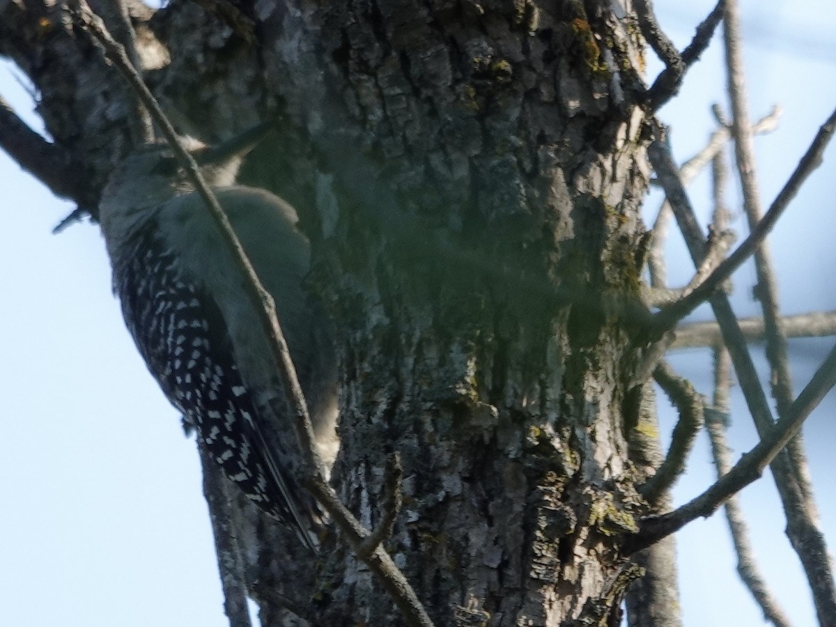 Red-bellied Woodpecker - ML641571567