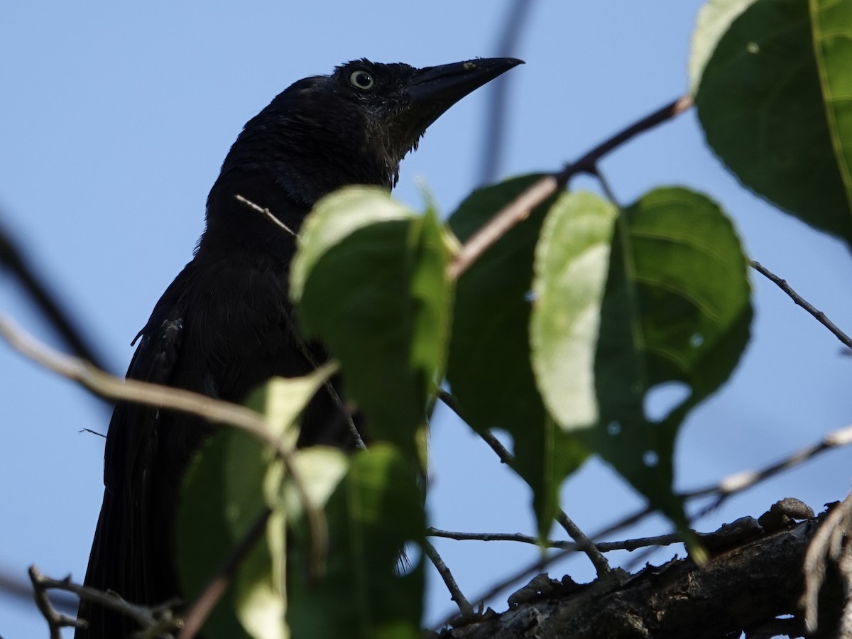 Common Grackle - ML641571589