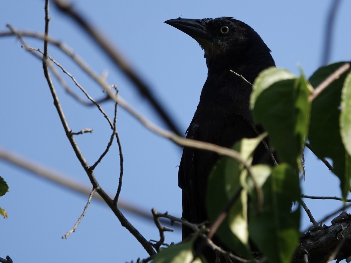 Common Grackle - ML641571590