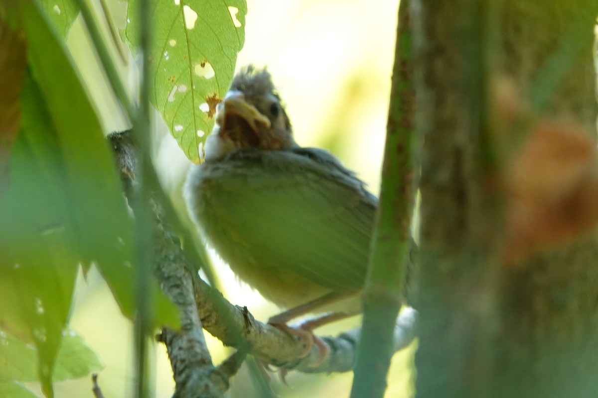 Northern Cardinal - ML641571598