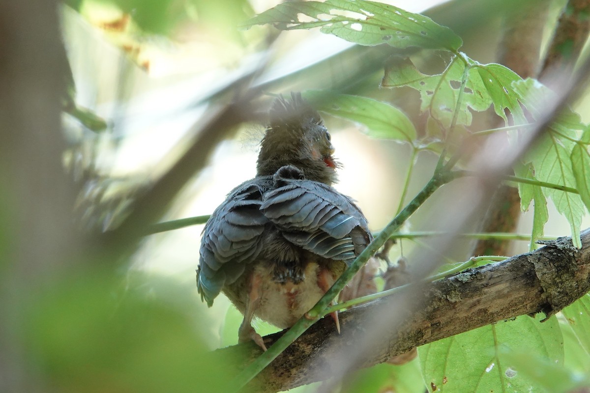 Northern Cardinal - ML641571599