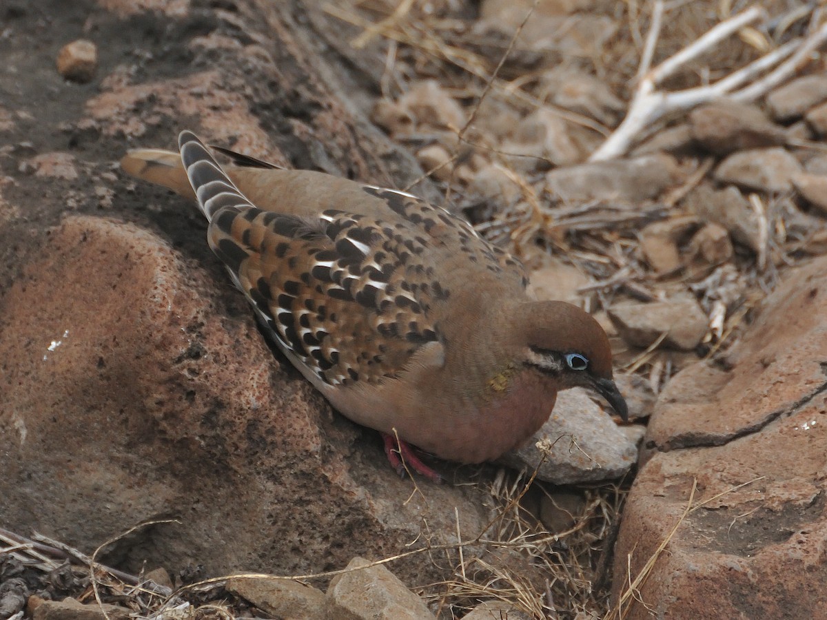 Galapagos Dove - ML641571605