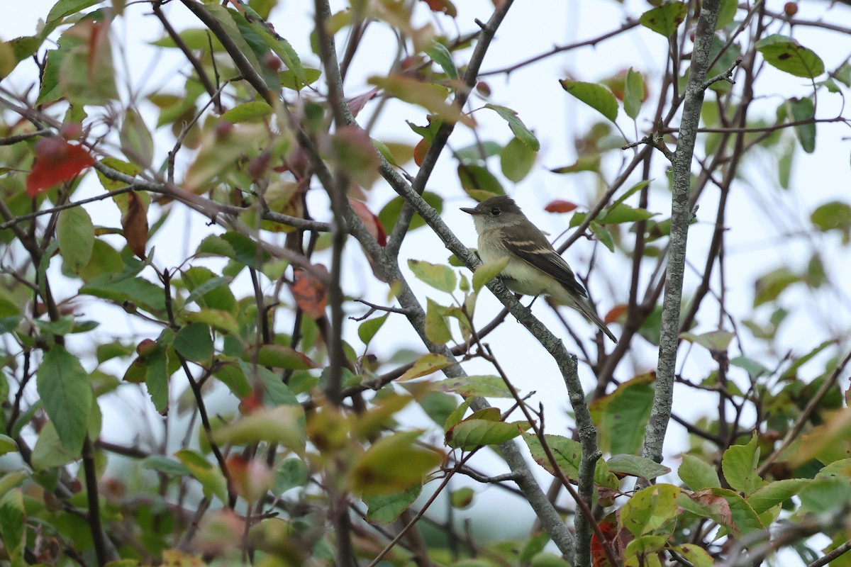 Willow Flycatcher - ML641571617