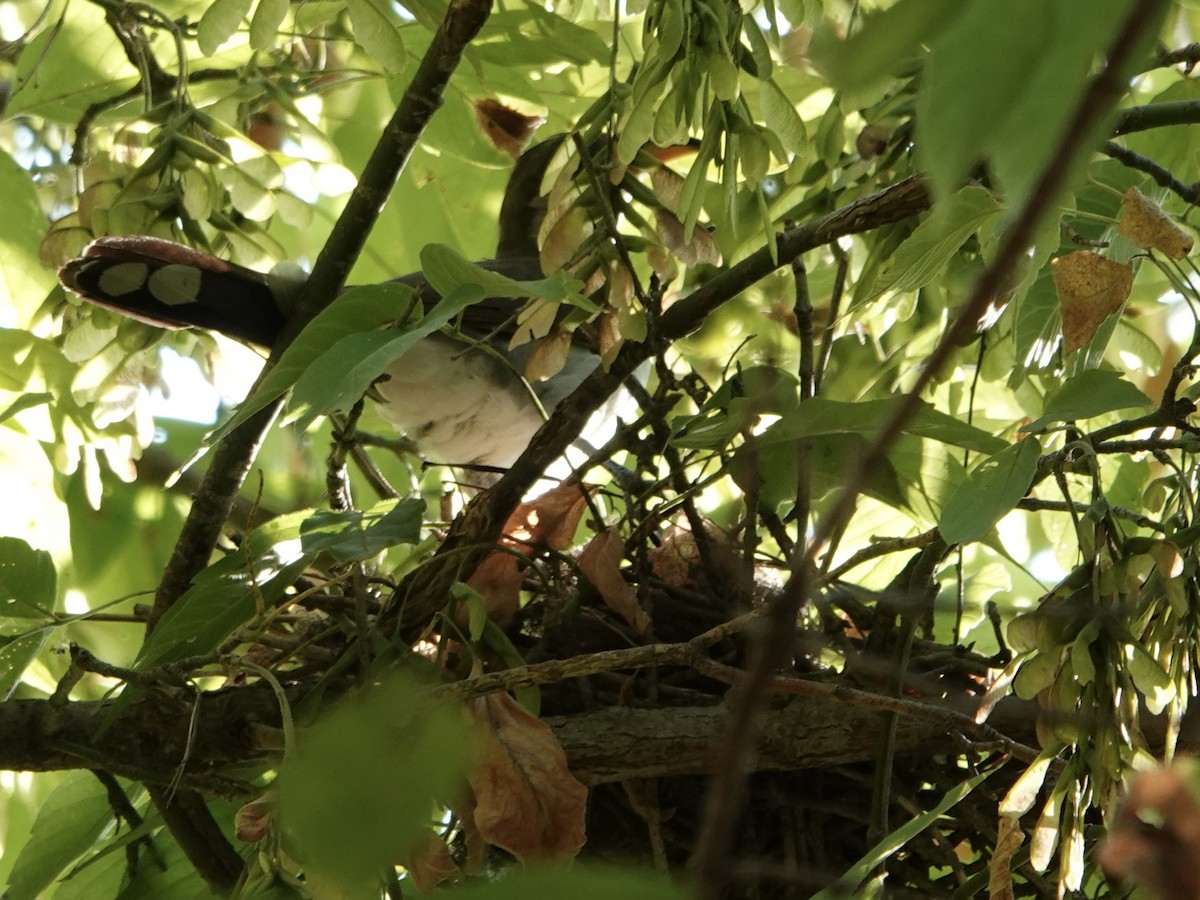 Yellow-billed Cuckoo - ML641571622