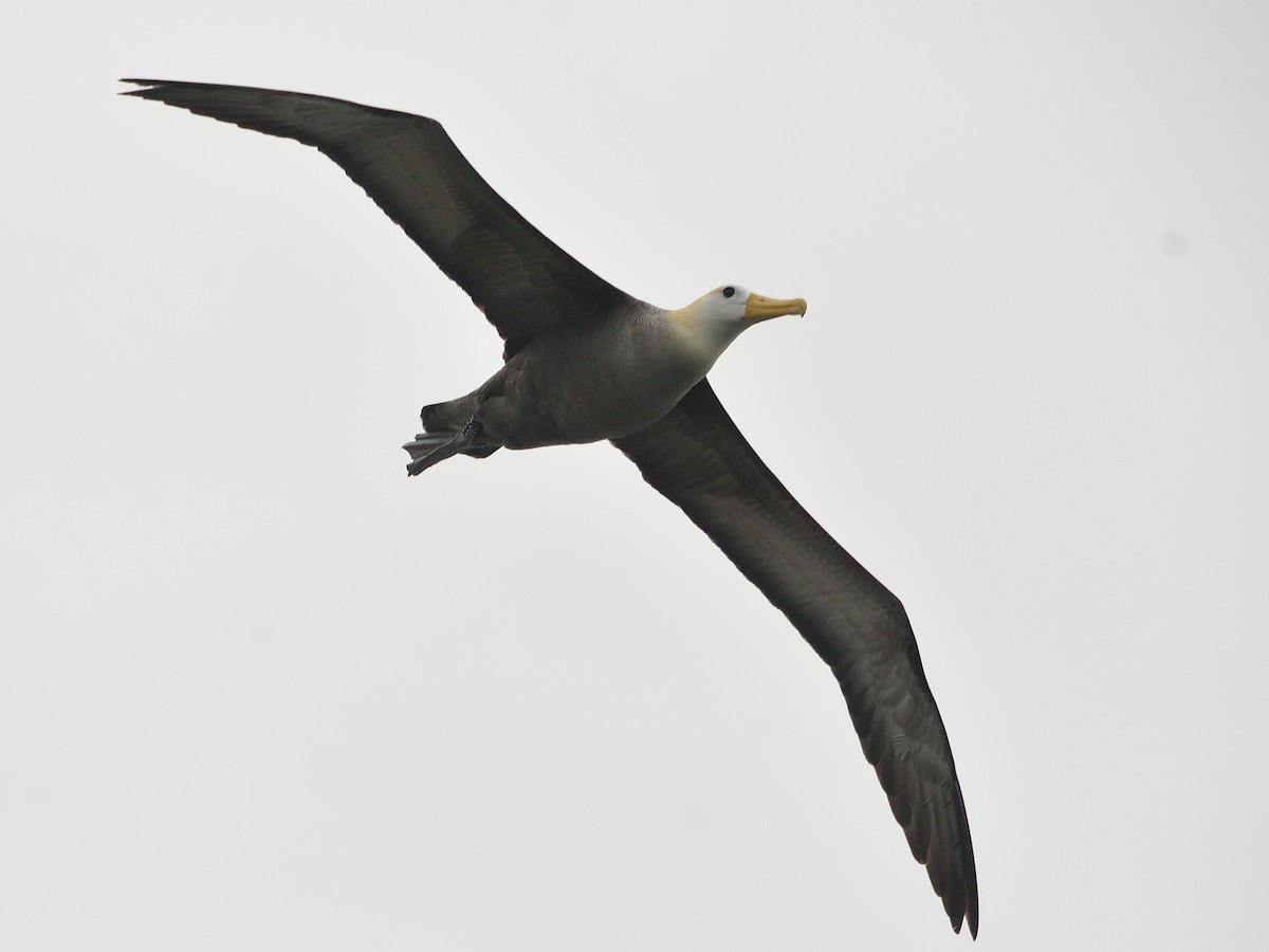 Waved Albatross - ML641571623