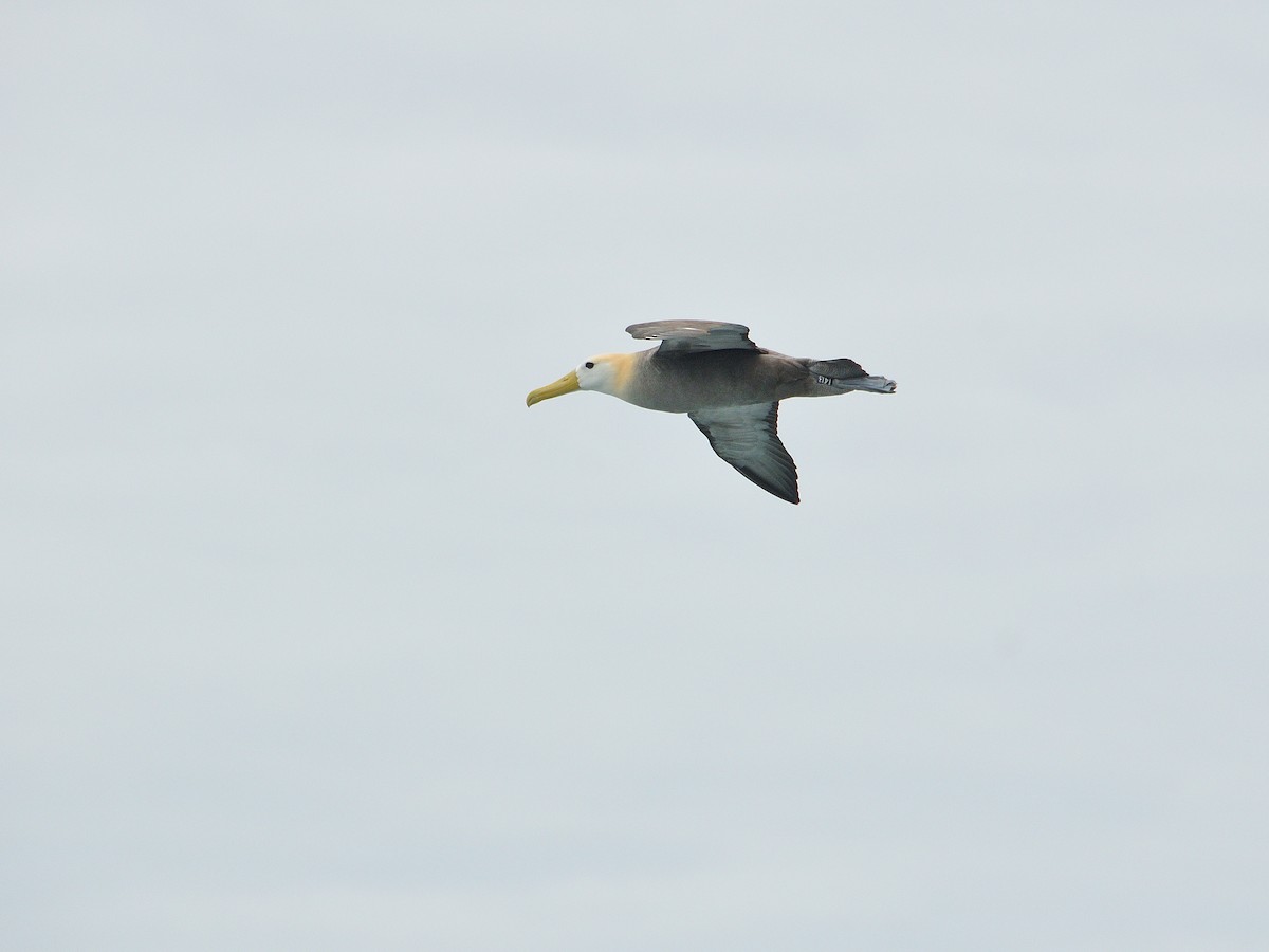 Waved Albatross - ML641571624