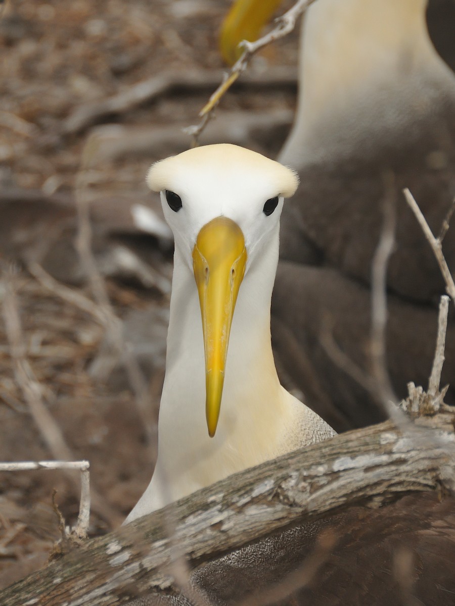 Waved Albatross - ML641571639